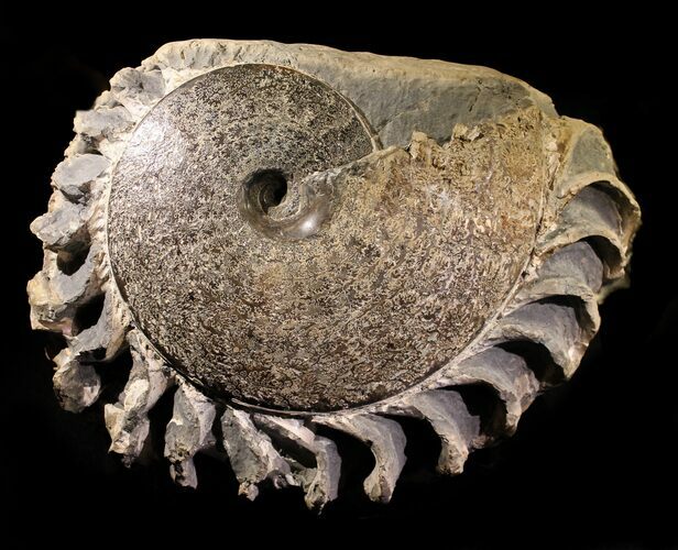 Placenticeras Ammonite With Phragmocone #31430